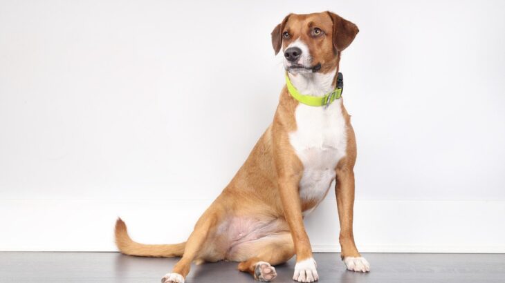 犬の足の状態からわかる『病気の症状』4つ　異常が見られたらすぐに病院へ(ブログ)