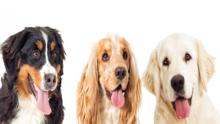 『大型犬』人気ランキングトップ5！正しいしつけの方法や飼い方の注意点まで(ブログ)