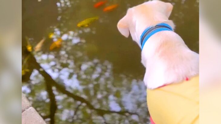川で泳ぐ魚を眺めていた犬…ふと見せた表情が素敵すぎると102万再生「キラキラ笑顔可愛すぎる」「なんだか泣けてきますｗ」と絶賛の嵐(ブログ)