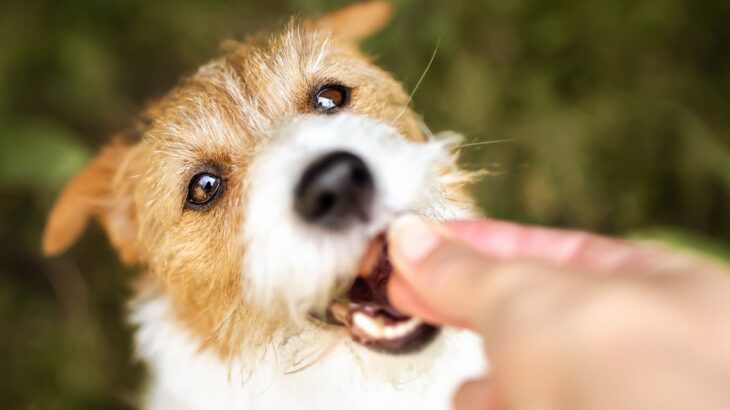 犬との暮らしで日常に潜むトラブル5つ　愛犬を守るために安全な環境づくりを心がけよう(ブログ)