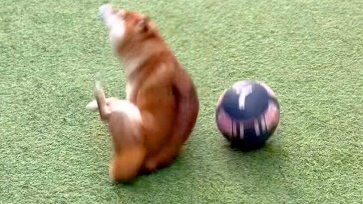 犬にボールを渡した結果…まさかの『忍法・かわし身の術』に120万再生の反響「シュールすぎるｗ」「前世は忍び」爆笑とツッコミ続々(ブログ)
