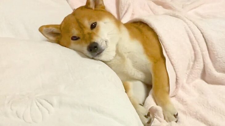 犬の”就寝30分前”を撮影したら…『隣、空いてますよ？』お布団をかけて眠る姿が10万再生「想像以上に人間っぽかったｗ」「犬じゃないだろ」(ブログ)
