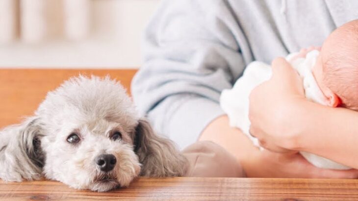 犬が『初めて赤ちゃんを見た』結果…重要な”命名任務”もバッチリこなすお兄ちゃんぶりに「頼りになる」「仲良し兄弟になるだろうね」と18万再生(ブログ)