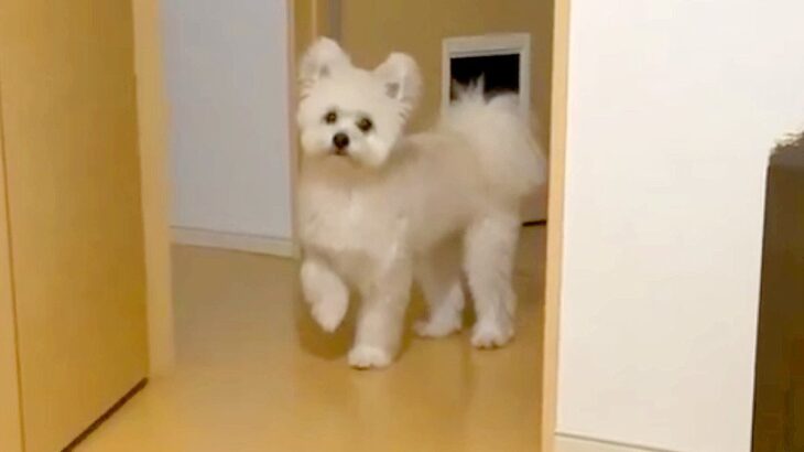 犬の前で初めて『フェイスパック』してみた結果…あまりの衝撃に『不審者扱い』する姿が46万再生「フリーズしてて草」「距離取ってるの笑う」(ブログ)