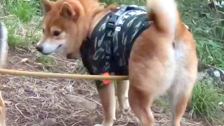 犬が山歩きを楽しんでいたら…見事すぎる『オナラ』が響き渡る瞬間に74万2000再生の反響　音がかわいすぎて話題に(ブログ)
