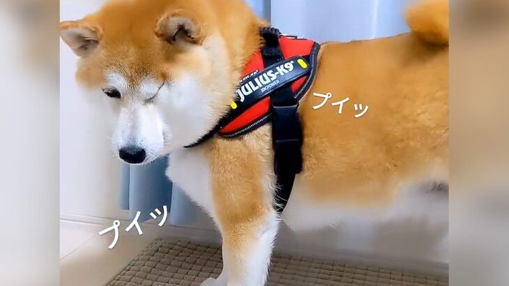 待てしている犬におやつを近づけた結果…『いらないふりの仕草』が可愛すぎると22万再生「プイってするの好き」「最後顔変形してて爆笑」(ブログ)