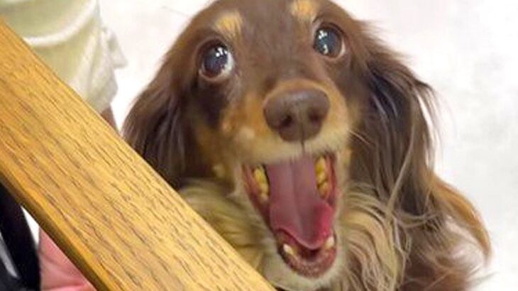 『美容室の看板犬』がお仕事を終えると？…まさかの”飼い主には塩対応”な光景が36万再生「癒されに行きたい」「家ではゆっくりしたいのね」(ブログ)