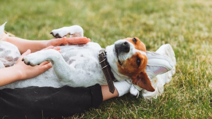 愛犬からの『信頼度』をチェックする方法5つ　絆を深めるために飼い主ができることとは(ブログ)
