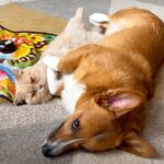 犬と猫が一緒にお昼寝してたら…まさかの『抱きしめる光景』に悶絶の声「モフモフが溢れてる…」「幸せってこういうこと」と21万再生を突破(ブログ)