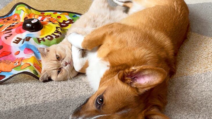 犬と猫が一緒にお昼寝してたら…まさかの『抱きしめる光景』に悶絶の声「モフモフが溢れてる…」「幸せってこういうこと」と21万再生を突破(ブログ)