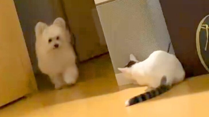 子猫『兄犬、驚かしたろ…』待ち伏せドッキリの一部始終が8万再生「可愛すぎるふたり」「マイブームかなｗ」まさかの結末に絶賛の声(ブログ)