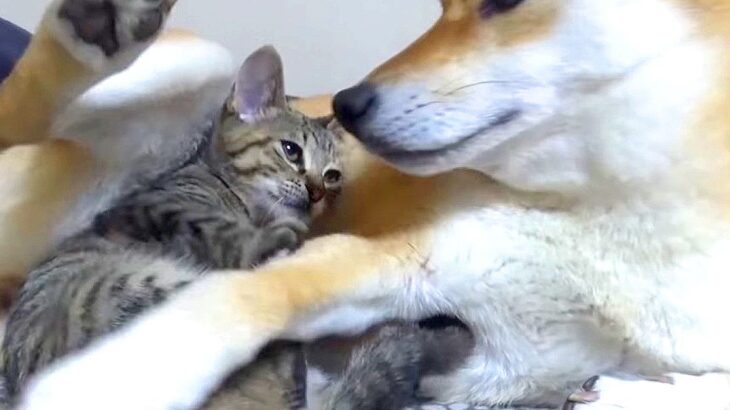犬が『子猫に甘えられた』結果…種を超えて芽生えた『親子愛』に127万再生の反響「幸せな世界」「眼差しがお母さんみたい」と絶賛の声(ブログ)
