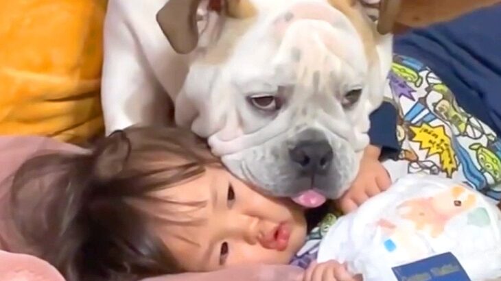 2歳児が『おむつ』替えてほしくて寝転んだ結果…ママではなく”犬”が登場する光景に594万再生の反響「謎の取り押さえ」「どういう状況ｗ」(ブログ)