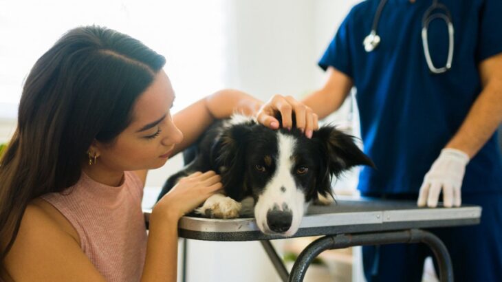 犬がほぼ確実に亡くなってしまう『病気』3選　致死率100%？日頃からできる予防法はあるの？(ブログ)