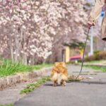 春がやってきた！病院で見かける「犬の散歩トラブル」あるあると対策について獣医師が紹介(ブログ)