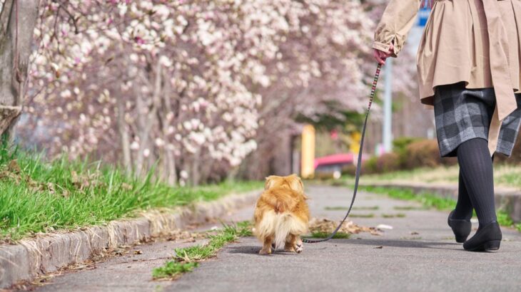春がやってきた！病院で見かける「犬の散歩トラブル」あるあると対策について獣医師が紹介(ブログ)