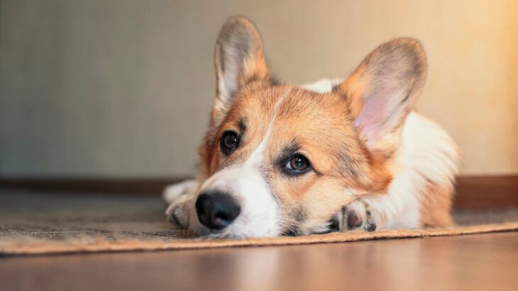 『情緒不安定な犬』がする行動3選　ナーバスになってしまう原因や対処法まで(ブログ)