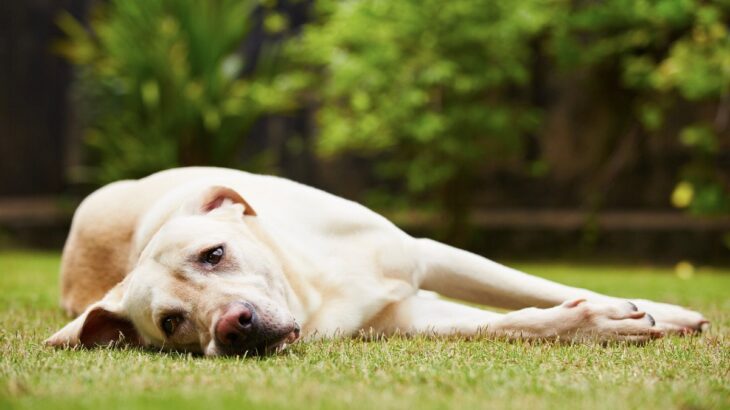 愛犬と遊びすぎてしまった時の悪影響とは？飼い主が知っておくべきリスクまで(ブログ)