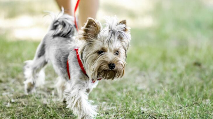 小型犬に必要な散歩の量とは？一日にどのぐらい行けばいいの？適切な時間まで(ブログ)
