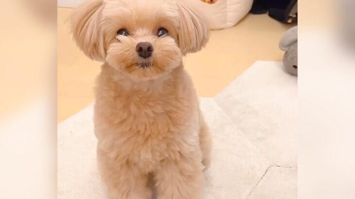 『ハウスは嫌やねん』芸達者な犬が唯一できないこと…可愛すぎる抵抗が52万再生「言い返すの可愛すぎる」「まるでアニメみたいな動き」(ブログ)