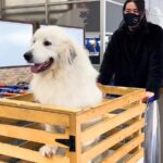 超大型犬が『ショッピングカート』に乗った結果…まさかの”はみ出しまくる光景”が21万4000再生「見たら絶対振り返るｗ」「姿勢正しすぎ」(ブログ)