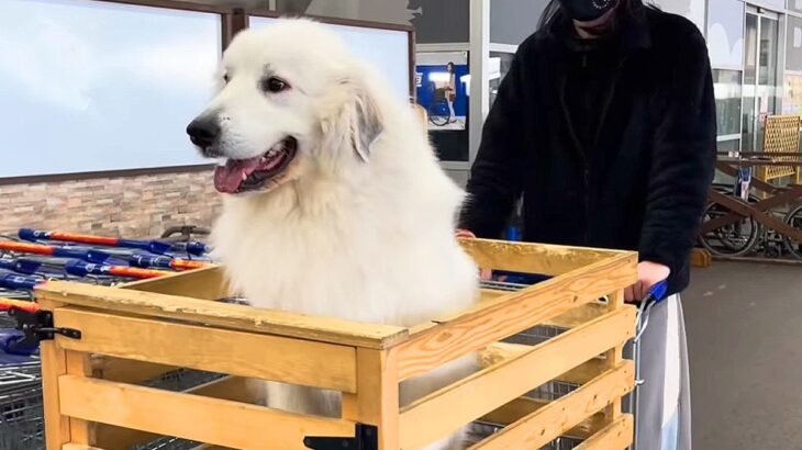 超大型犬が『ショッピングカート』に乗った結果…まさかの”はみ出しまくる光景”が21万4000再生「見たら絶対振り返るｗ」「姿勢正しすぎ」(ブログ)