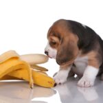犬が好きな『食べ物』5選　愛犬が好む食材の特徴や適正摂取量とは？(ブログ)