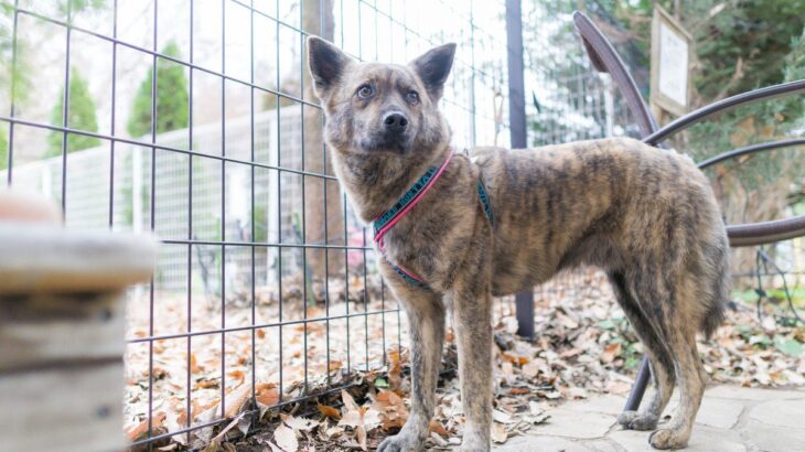 『日本犬にしかみられない』特徴4選　飼い方のポイントや魅力的なところまでご紹介(ブログ)