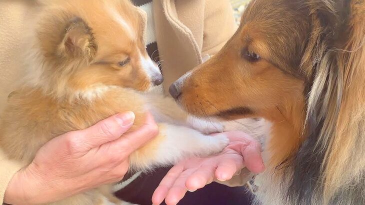 家に『見知らぬ赤ちゃん犬』がいたら…愛おしい”初対面の挨拶”が39万2000再生「可愛すぎて鼻血でる」「お尻尾が堪らない」と悶絶の声(ブログ)