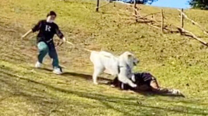 『前しか見てない超大型犬の子犬』が巻き起こした悲劇…まさかの盛大な展開に162万再生の反響「リード離さないの尊敬」感動と賞賛の声も(ブログ)