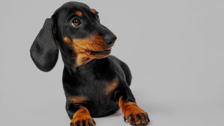 犬のいる空間で鳴らしてはいけない『音』5選…恐怖を感じているときに見せる仕草や行動とは？(ブログ)