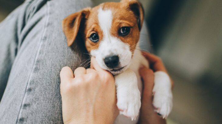犬に嫌われる『スキンシップ』5つ　愛犬が実は大迷惑に思っている触り方とは？(ブログ)