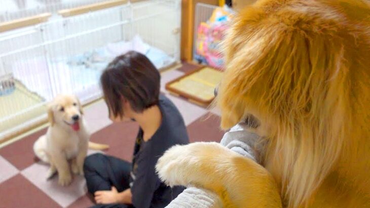 突然家に来た『謎の生物』…赤ちゃん犬が気になって仕方ない大型犬が48万再生「進撃の巨犬」「他クラスのマドンナ見に来た男の子ｗ」と爆笑の声(ブログ)