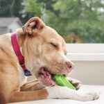 愛犬の「噛みたい欲」を満たそう！おすすめしたいおもちゃのタイプと、与えるときに気をつけるポイント(ブログ)