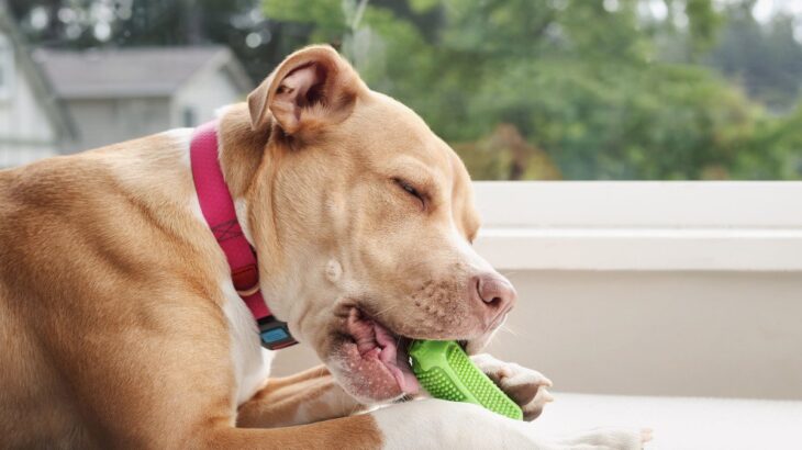 愛犬の「噛みたい欲」を満たそう！おすすめしたいおもちゃのタイプと、与えるときに気をつけるポイント(ブログ)