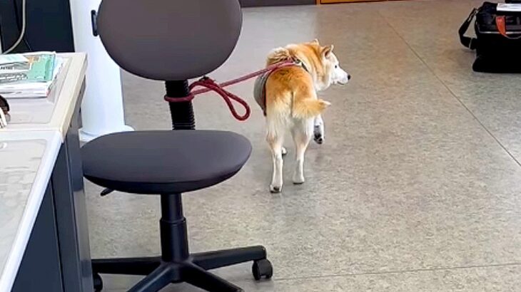 おばあちゃん犬が『コッソリ脱走』した結果…まさかの”椅子の散歩”をしてしまう光景が97万6000再生「バレバレすぎるｗ」と爆笑の声(ブログ)
