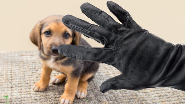 愛犬を盗難された人の心の傷の深さを明らかにした研究結果　愛犬を失う悲しみは、自分の子どもを失う悲しみに近い(ブログ)