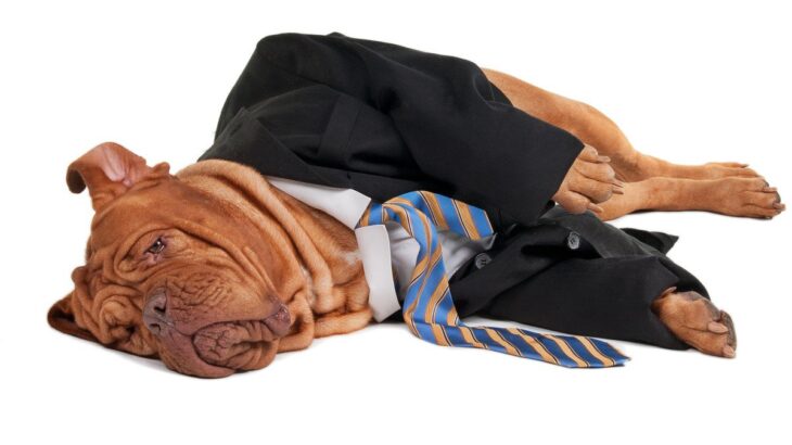 犬が『服を嫌がる』理由4つ　着せるのを拒否されたときの対処法や慣れさせるコツまで(ブログ)