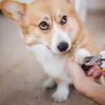犬用『ハンモック』ってどんなもの？ケアに便利な吊り下げタイプの使い方と注意点(ブログ)