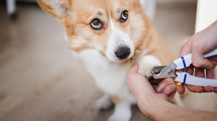 犬用『ハンモック』ってどんなもの？ケアに便利な吊り下げタイプの使い方と注意点(ブログ)
