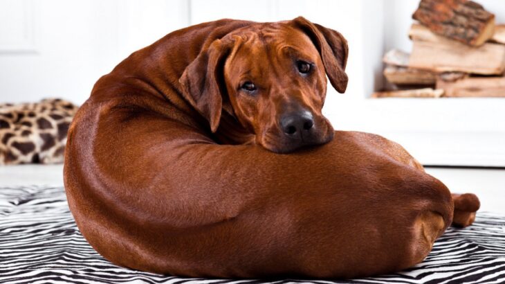 犬が飼い主に『背中を見せる』心理5選　行動の意味や背後からしてはいけないNG行為まで(ブログ)