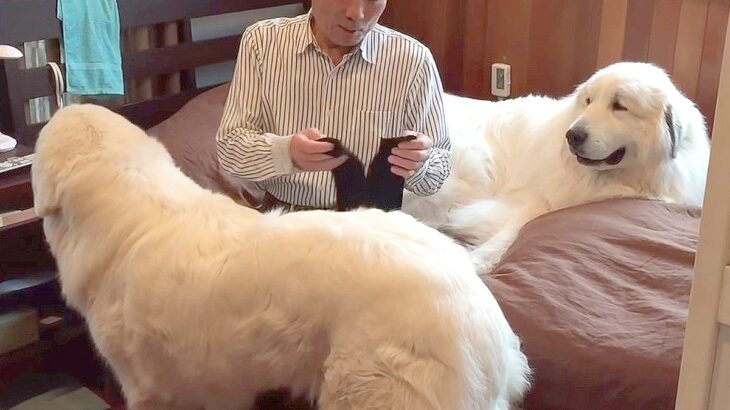 父が出かけようとしたら…超大型犬2匹の『徹底マーク』が130万再生「可愛くて爆笑」「いきなりどつくの笑うｗ」大統領並みの警備だと話題に(ブログ)