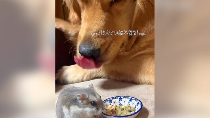 ハムスターを見守る大型犬！？…凸凹コンビの素敵すぎる関係性が70万4000再生「できればちょっと食べたいの可愛すぎる」絶賛の声続々(ブログ)