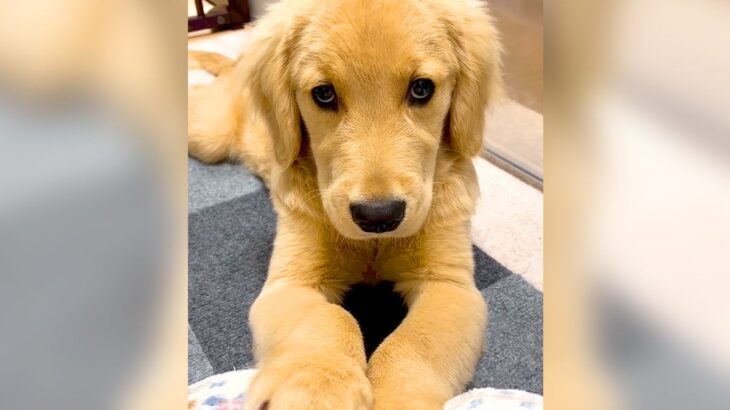 大型犬が舐めた手を拭いたら…ショックを受けた時の『反応』が繊細過ぎると150万再生「上目遣いたまらん」「ぬいぐるみかと」悶絶の声続々(ブログ)