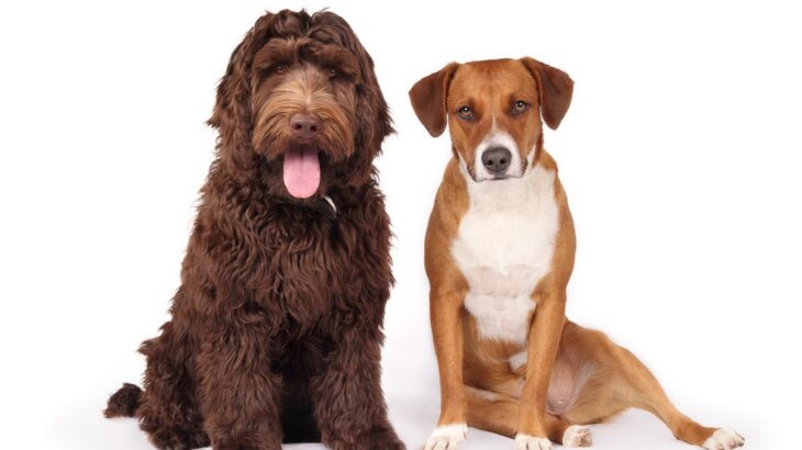 犬の危険な『座り方』3選　病気になっているときの症状やチェック方法とは？(ブログ)