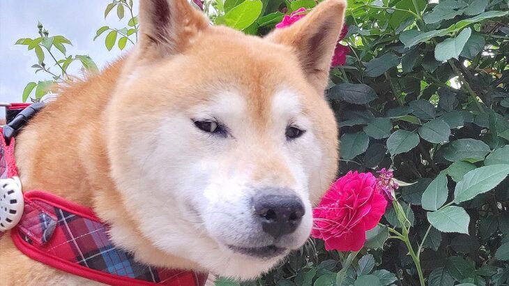 『犬と花』の写真を撮影したかっただけなのに…虚無すぎる対応に1万6000いいね「じ、じわる…」「すごい顔するなあ笑」爆笑の声(ブログ)