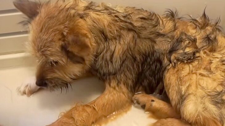 野犬の子を『初めてのお風呂』に入れたら…可愛すぎる結果に54万再生「辛かったね…涙が止まらない」「ウトウトするの尊すぎる」と感動の声(ブログ)