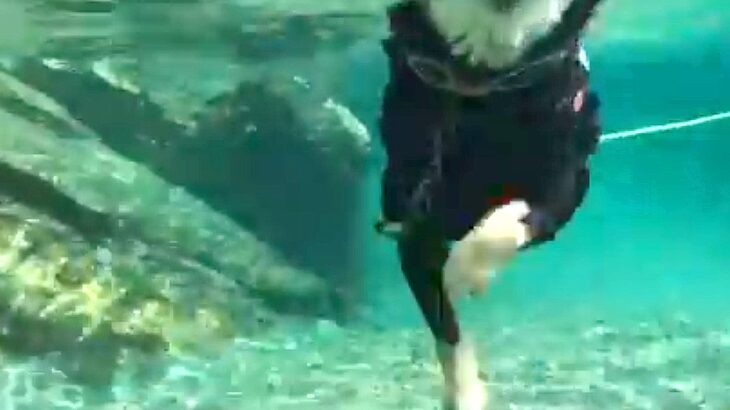 川で泳ぐ犬を『水中撮影』したら…美しすぎる光景と”お手本のような犬かき”に絶賛の声「可愛い上に泳ぎが上手いなんて」と13万表示(ブログ)