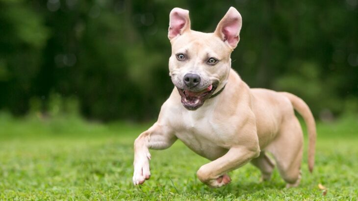 犬に追いかけられる夢を見る時の『3つの心理』どんな意味があるの？状況別で分かる暗示とは(ブログ)
