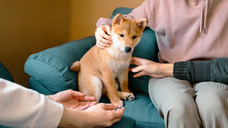 犬を飼い始めたばかりの人がしがちなNG行動4つ　知っておきたいお世話のポイントとは？(ブログ)